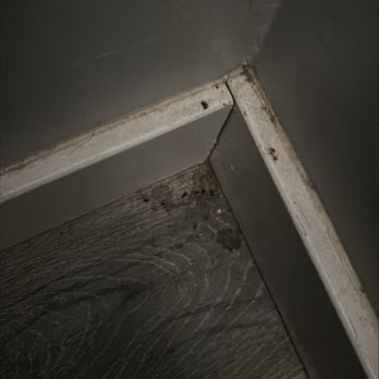 Bella Management & Realty - this is the mice poop along with pee that Bella Management, Ali Pon said " I made a poop up and its not real mice poop. - Property Management Near Me - Edmonton, Alberta Bella Management & Realty - this is the mice poop along with pee that Bella Management, Ali Pon said " I made a poop up and its not real mice poop. - Property Management Near Me - Edmonton, Alberta