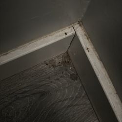 Bella Management & Realty - this is the mice poop along with pee that Bella Management, Ali Pon said " I made a poop up and its not real mice poop.