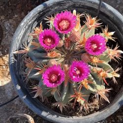 KK & R Nursery - ferocactus Latispinus