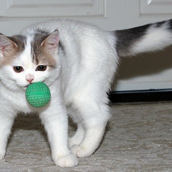 Pet Behavior Solved - Having toys scattered around the house will encourage your cat to engage in play when they are feeling frisky. - Pet Training Near Me - San Luis Obispo, California Pet Behavior Solved - Having toys scattered around the house will encourage your cat to engage in play when they are feeling frisky. - Pet Training Near Me - San Luis Obispo, California