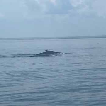 Cape Ann Whale Watch - Boat Charters Near Me - Gloucester, Massachusetts