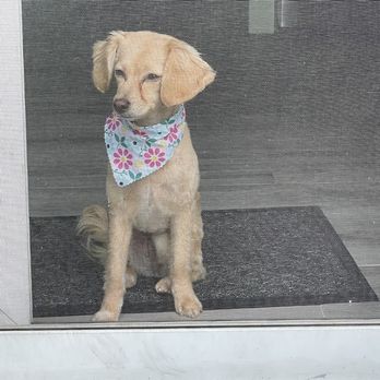 Bones Bath and Beyond - Pet Groomers Near Me - Merrick, New York