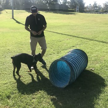 Elevated Canine Academy - Pet Training Near Me Elevated Canine Academy - Pet Training Near Me