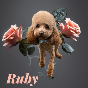 Sunny Days Mobile Grooming - Pet Groomers Near Me Sunny Days Mobile Grooming - Pet Groomers Near Me