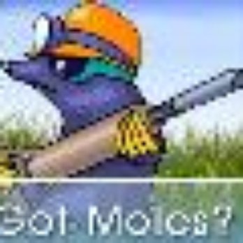 Mole Masters - Wildlife Control Near Me - Clackamas, Oregon Mole Masters - Wildlife Control Near Me - Clackamas, Oregon