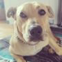 Photo of Balance Dog Training - San Diego