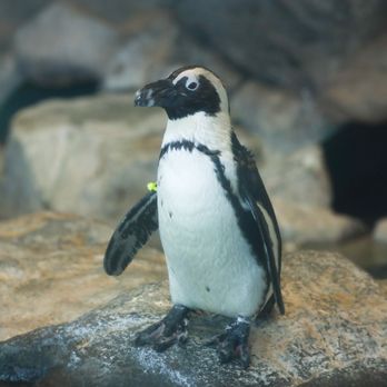 Idaho Falls Zoo - Zoos Near Me - Idaho Falls, Idaho Idaho Falls Zoo - Zoos Near Me - Idaho Falls, Idaho