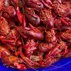 Cliff's Marina - Louisiana reds
