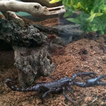 Jabberwock Reptiles - Scorpion! New home :) - Reptile Shops Near Me - Stoneham, Massachusetts Jabberwock Reptiles - Scorpion! New home :) - Reptile Shops Near Me - Stoneham, Massachusetts