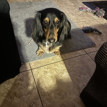 Oracle 77 Pet Clinic - Long haired Dachshund named Plumpy lol - Veterinarians Near Me - Oro Valley, Arizona Oracle 77 Pet Clinic - Long haired Dachshund named Plumpy lol - Veterinarians Near Me - Oro Valley, Arizona
