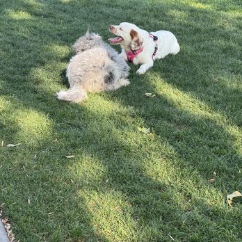 Baldy View Dog Park - Dogs romping around - Dog Parks Near Me - Upland, California Baldy View Dog Park - Dogs romping around - Dog Parks Near Me - Upland, California