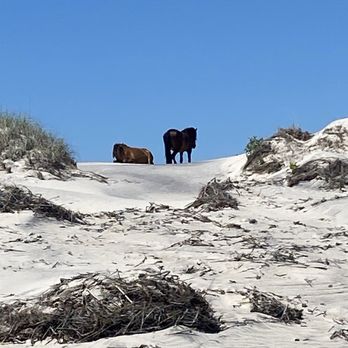 Wild Horse Adventure Tours - Horses - Tours Near Me - Corolla, North Carolina