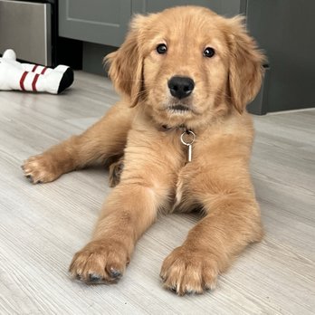 Creamy Retrievers - Pet Breeders Near Me