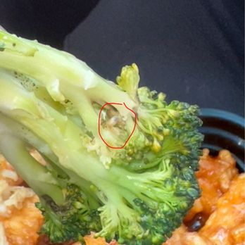 Mo's Chinese Kitchen - Maggots. Bugs. Eggs - Chinese Near Me - Orland Park, Illinois Mo's Chinese Kitchen - Maggots. Bugs. Eggs - Chinese Near Me - Orland Park, Illinois