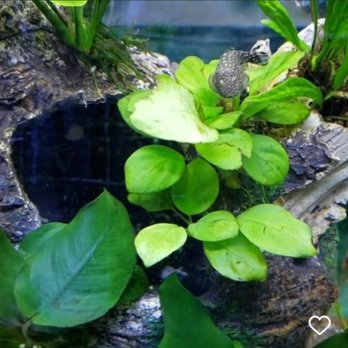 Nature's Reef & Reptile - My awesome little hillstream loach - Local Fish Stores Near Me - Queens, New York