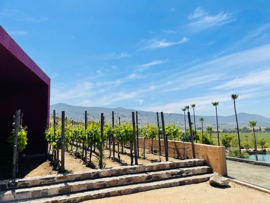 Monte Xanic Bodega Vinícola by null