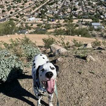 VCA Mesa Animal Hospital - Ruger - Veterinarians Near Me - Mesa, Arizona VCA Mesa Animal Hospital - Ruger - Veterinarians Near Me - Mesa, Arizona