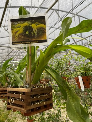 SOROA ORCHIDS - 71 Photos & 13 Reviews - 25750 SW 177th Ave, Homestead