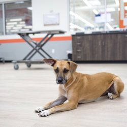 VetIQ Petcare