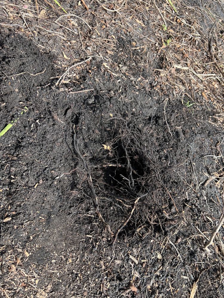 DE JESUS TREE SERVICE Updated September 2024 42 Photos 19108