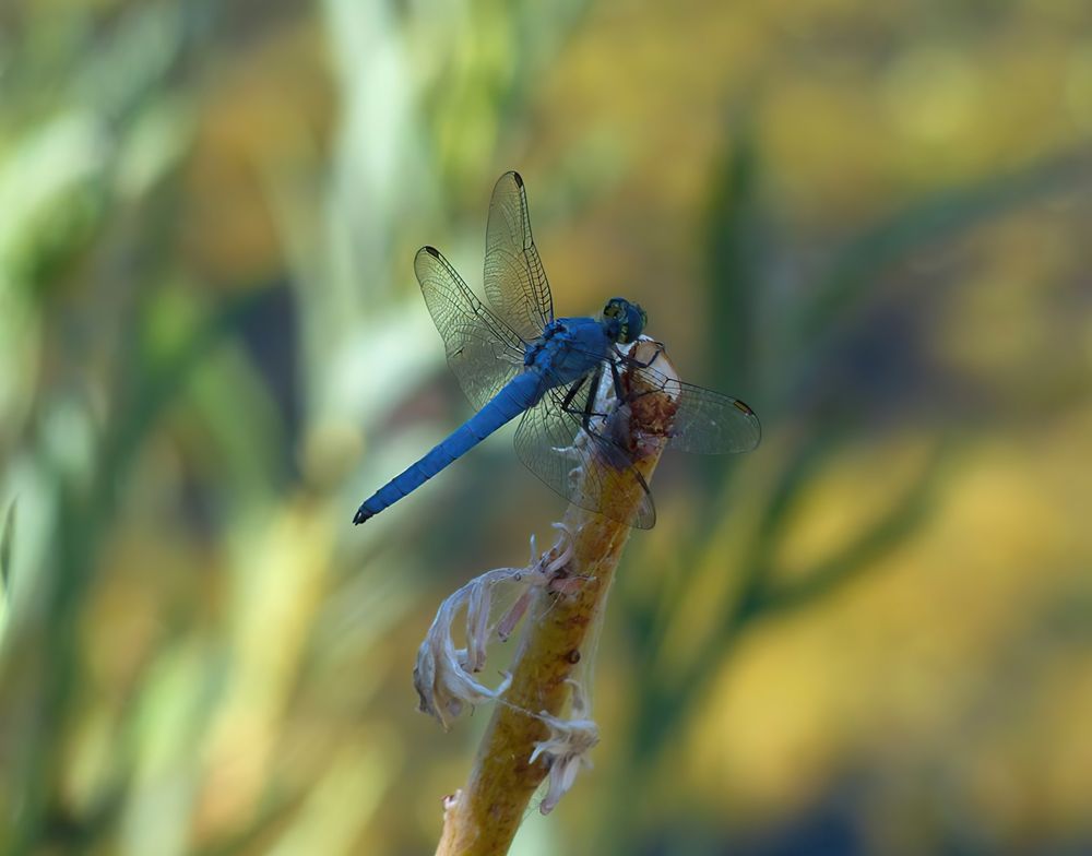 Hjertehagen Healing Passages - grief counselor in Laramie, WY