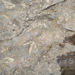 Dinosaur Footprints - Foot print?