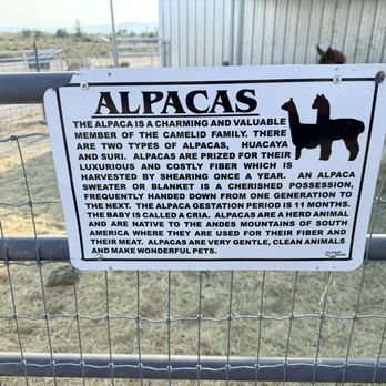 Sawdust Alpacas - Attraction Farms Near Me - Fallon, Nevada Sawdust Alpacas - Attraction Farms Near Me - Fallon, Nevada