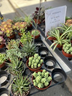 Alemany Farmer's Market by null