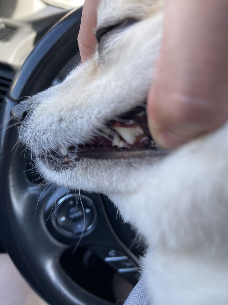 THE PAMPERED PET Updated September 2024 43 Photos & 88 Reviews