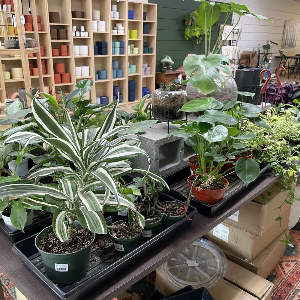 Pistil and Thorn - a variety of house plants - Coffee & Tea Near Me - Bountiful, Utah Pistil and Thorn - a variety of house plants - Coffee & Tea Near Me - Bountiful, Utah