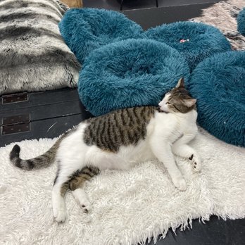 Tail Town - Pet Adoption Near Me - Pasadena, California