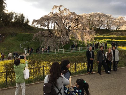 Miharu Takizakura by null