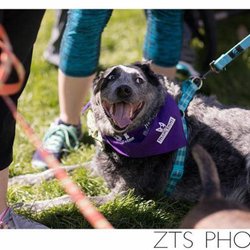Blue Dog Carpet Cleaning - Blue Dog supports Best Buddies!!!