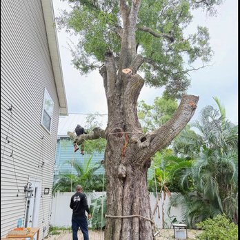 Rojas Vc Services - Tree Services Near Me Rojas Vc Services - Tree Services Near Me
