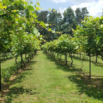 Cloudland Vineyards and Winery - Wineries Near Me - Buford, Georgia Cloudland Vineyards and Winery - Wineries Near Me - Buford, Georgia
