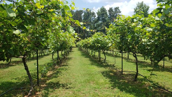 Cloudland Vineyards and Winery by null