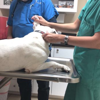 Jacaranda Animal Hospital - Veterinarians Near Me - Davie, Florida Jacaranda Animal Hospital - Veterinarians Near Me - Davie, Florida