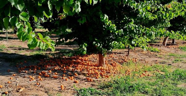 Gilcrease Orchard by null
