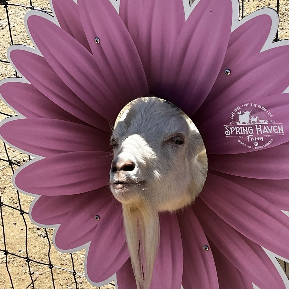 Spring Haven Farm - Petting Zoo - Farms Near Me - Chapel Hill, North Carolina Spring Haven Farm - Petting Zoo - Farms Near Me - Chapel Hill, North Carolina