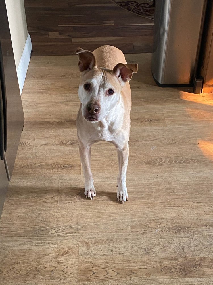 ABC PET CLINIC 30 Photos & 162 Reviews 2259 San Ramon Valley Blvd, San Ramon, CA Yelp