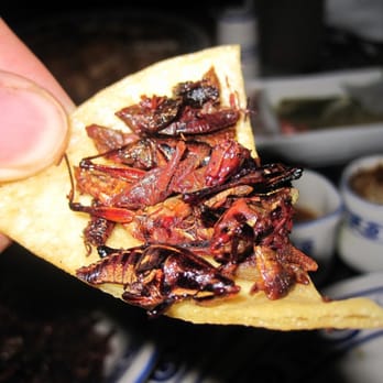 Mezcal - The grasshoppers are imported from Oaxaca and taste like fried pieces of grass. - Mexican Near Me - San Jose, California Mezcal - The grasshoppers are imported from Oaxaca and taste like fried pieces of grass. - Mexican Near Me - San Jose, California