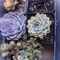 Cosentino's Nursery