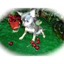 Photo of Tiffany Chihuahuas