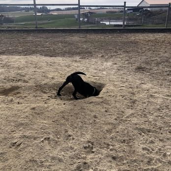 Leashes & Leads - Pet Sitting Near Me - Byron, Minnesota Leashes & Leads - Pet Sitting Near Me - Byron, Minnesota
