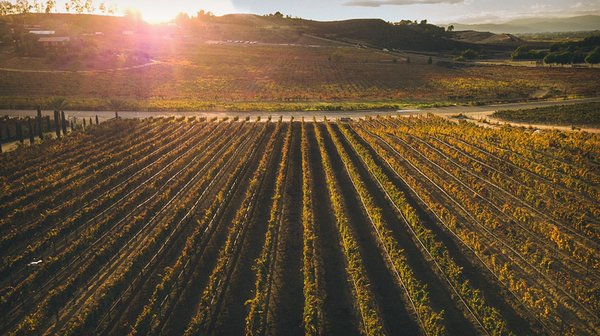 Akash Winery & Vineyard by null