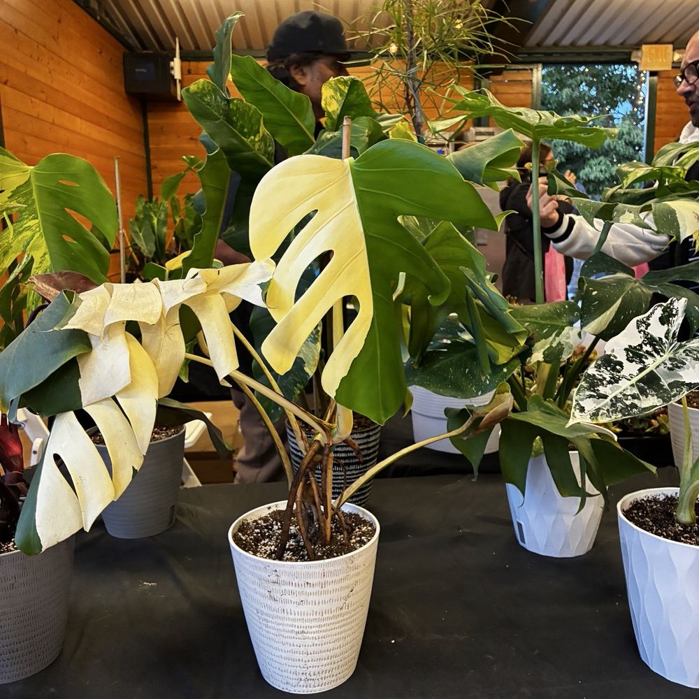 Green Air Botanicals - Exotic plants - Nurseries & Gardening Near Me - Fallbrook, California