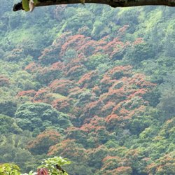 Kalauao Trail - African Tulips in bloom in the valley.