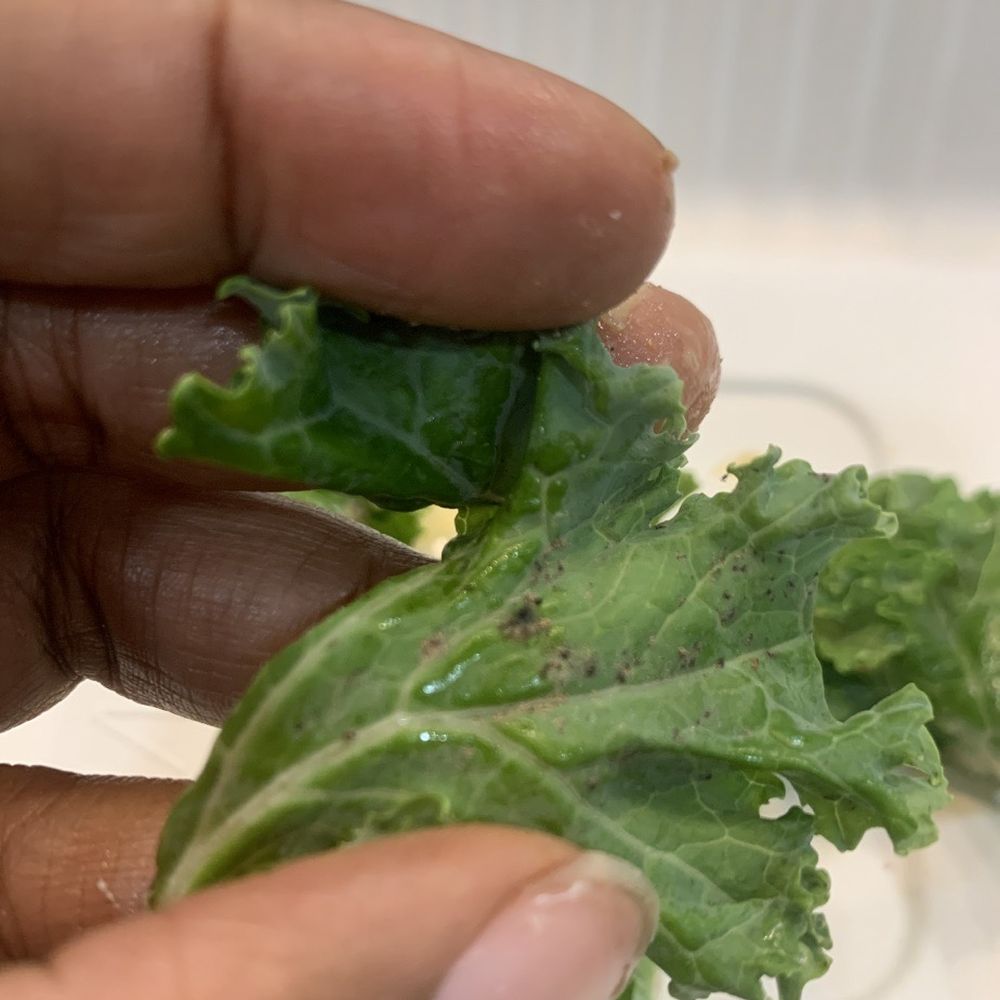 bellagreen - KALE CAESAR SALAD - Gluten-Free Near Me - Houston, Texas bellagreen - KALE CAESAR SALAD - Gluten-Free Near Me - Houston, Texas