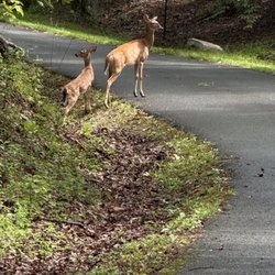 Satchidananda Ashram - Yogaville - Deer on the road to LOTUS