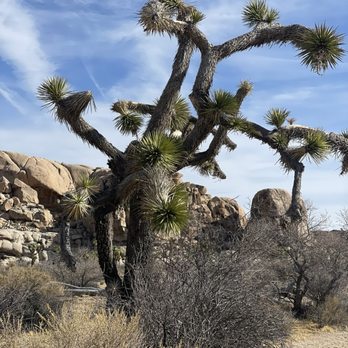 Joshua Tree National Park - Parks Near Me - Joshua Tree, California Joshua Tree National Park - Parks Near Me - Joshua Tree, California
